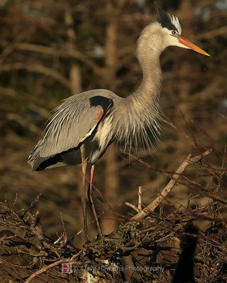 GREAT BLUE HERON