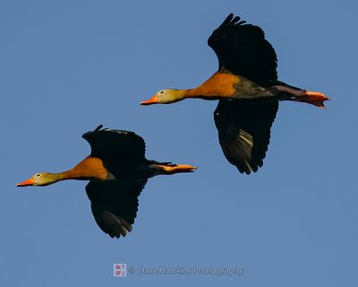 BLACK-BELLIED WHISTLING-DUCK