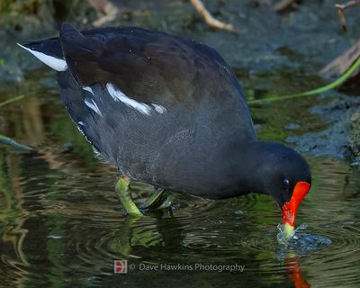 COMMON MOORHEN