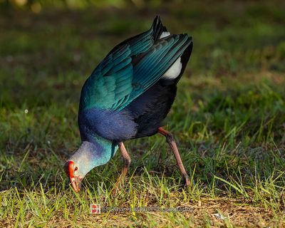 GRAY-HEADED SWAMPHEN