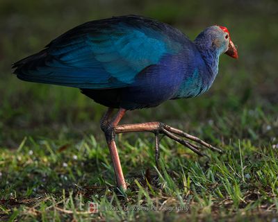 GRAY-HEADED SWAMPHEN