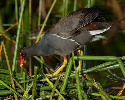 COMMON MOORHEN