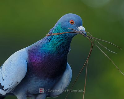 ROCK DOVE