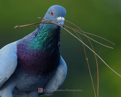 ROCK DOVE