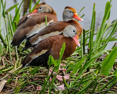 BLACK-BELLIED WHISTLING-DUCK