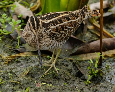 WILSON'S SNIPE
