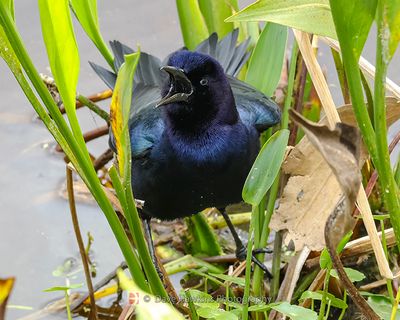 BOAT-TAILED GRACKLE