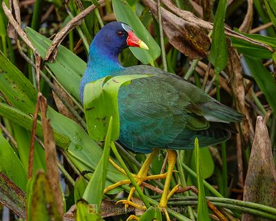 PURPLE GALLINULE