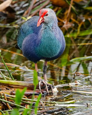 GRAY-HEADED SWAMPHEN