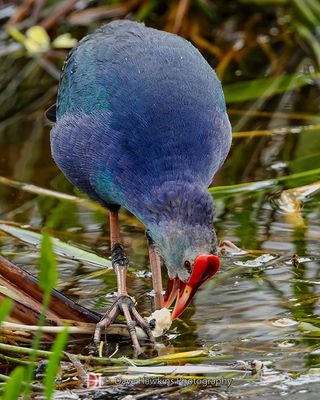 GRAY-HEADED SWAMPHEN