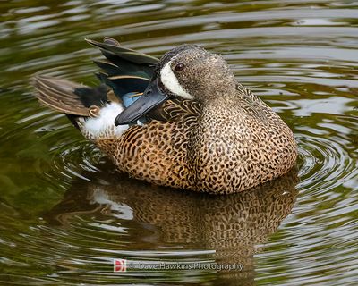 BLUE-WINGED TEAL