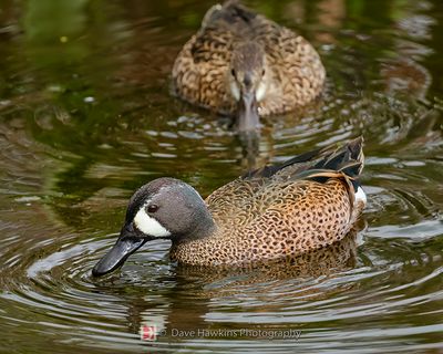 BLUE-WINGED TEAL (Male and Female)