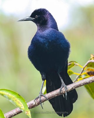 BOAT-TAILED GRACKLE