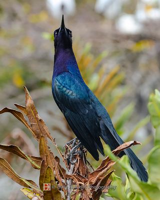 BOAT-TAILED GRACKLE