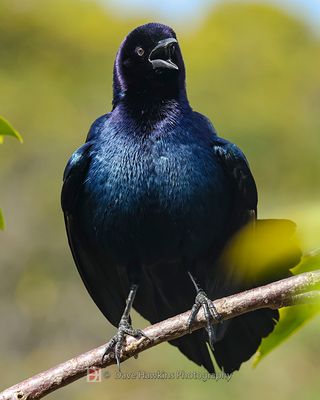 BOAT-TAILED GRACKLE