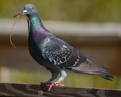 ROCK DOVE