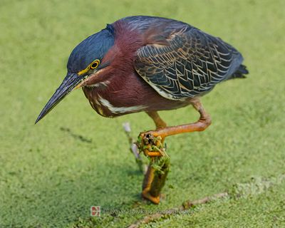 GREEN HERON
