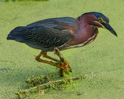 GREEN HERON