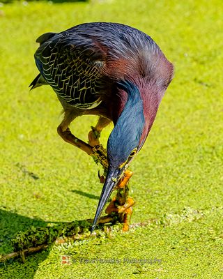 GREEN HERON