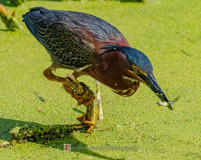 GREEN HERON