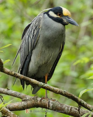 YELLOW-CROWNED NIGHT-HERON