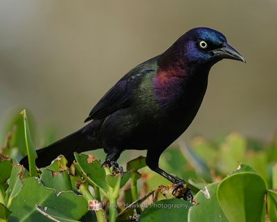 COMMON GRACKLE
