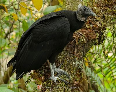 BLACK VULTURE