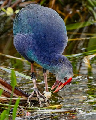 GRAY-HEADED SWAMPHEN