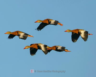 BLACK-BELLIED WHISTLING-DUCK