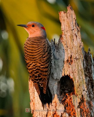 NORTHERN FLICKER (Yellow Shafted)
