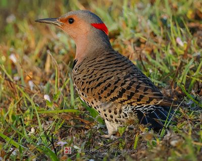 NORTHERN FLICKER (Yellow Shafted)