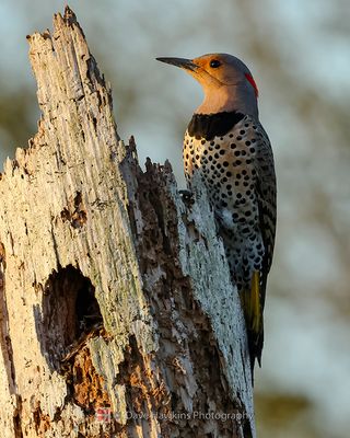 NORTHERN FLICKER (Yellow Shafted)