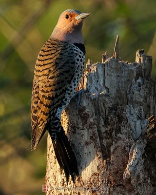 NORTHERN FLICKER (Yellow Shafted)