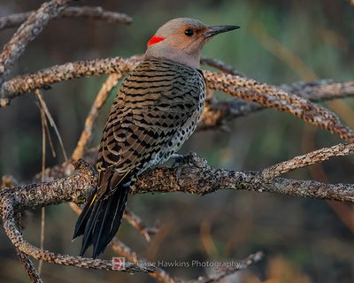 NORTHERN FLICKER (Yellow Shafted)