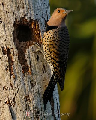 NORTHERN FLICKER (Yellow Shafted) ♀