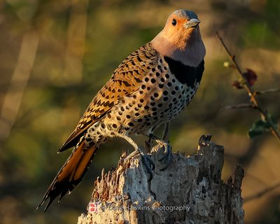 NORTHERN FLICKER (Yellow Shafted) ♀