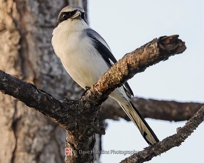 LOGGERHEAD SHRIKE