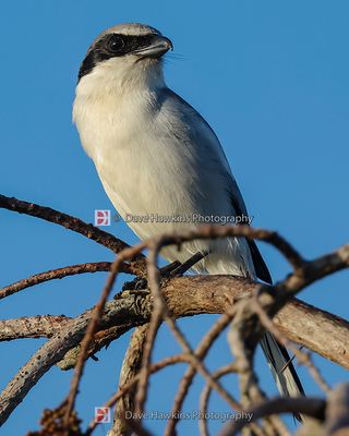LOGGERHEAD SHRIKE