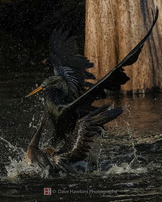 ANHINGA