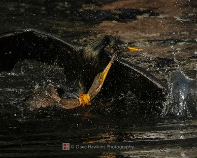 ANHINGA