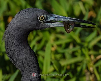 LITTLE BLUE HERON