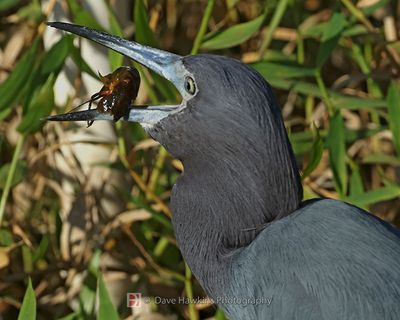 LITTLE BLUE HERON