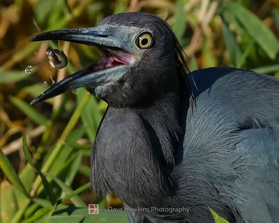 LITTLE BLUE HERON