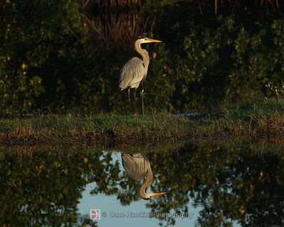 GREAT BLUE HERON