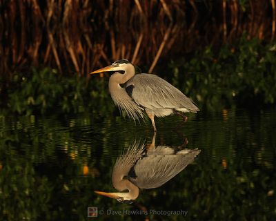 GREAT BLUE HERON