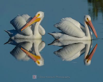 AMERICAN WHITE PELICANS