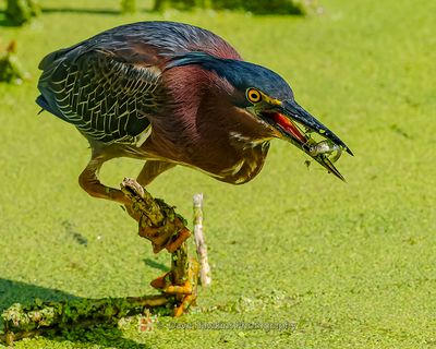 GREEN HERON
