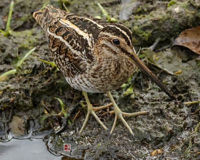 WILSON'S SNIPE