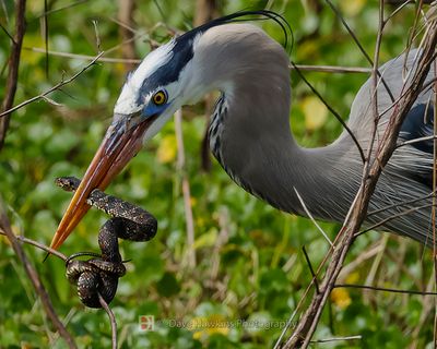 GREAT BLUE HERON