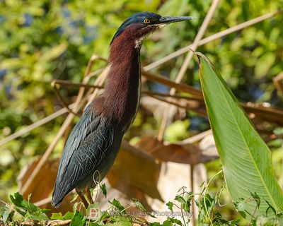 GREEN HERON